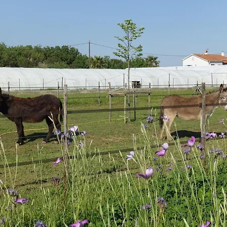 Du Pagoulin - * イエール