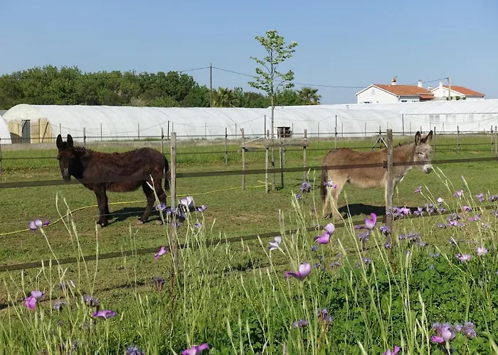 Du Pagoulin - * Hyères